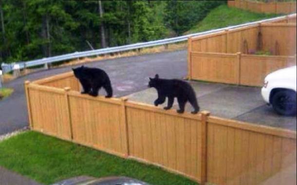 osos en equilibrio
